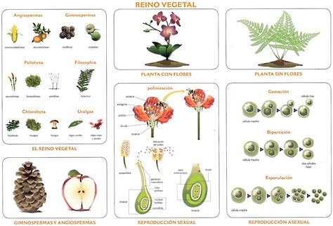 Reino Vegetal Monografía | Vegetal, Plantas, Natural