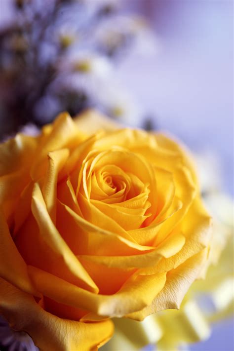 Yellow Rose · Free Stock Photo