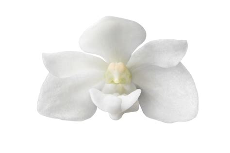 Premium Photo | Single orchid flower isolated on a white