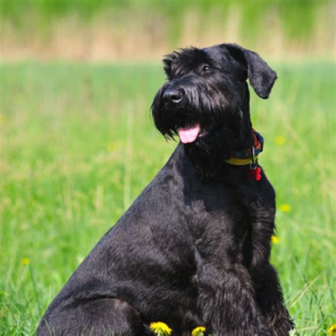 Total 122+ images giant schnauzer grooming - Viaterra.mx