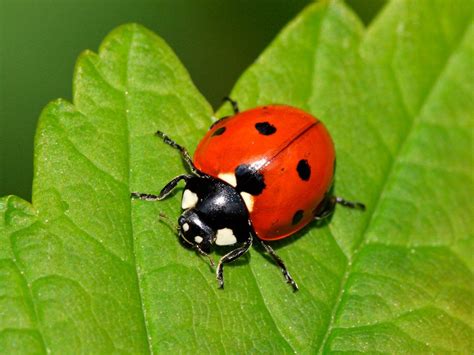 Ladybird Beetle | Animal Planet's The Most Extreme Wiki | Fandom