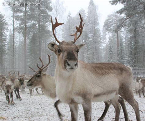 Which Of Santa's Reindeer Are You?