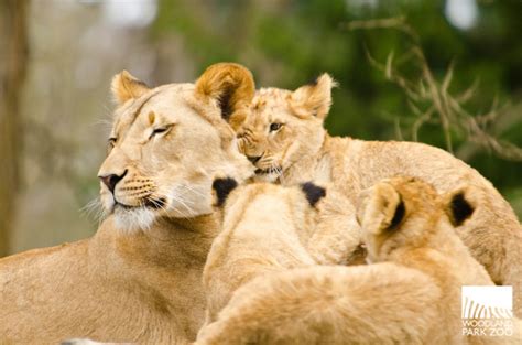 Woodland Park Zoo Blog: Lion cubs lucky to have such a great mom