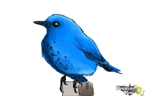 How to Draw a Bluebird - DrawingNow