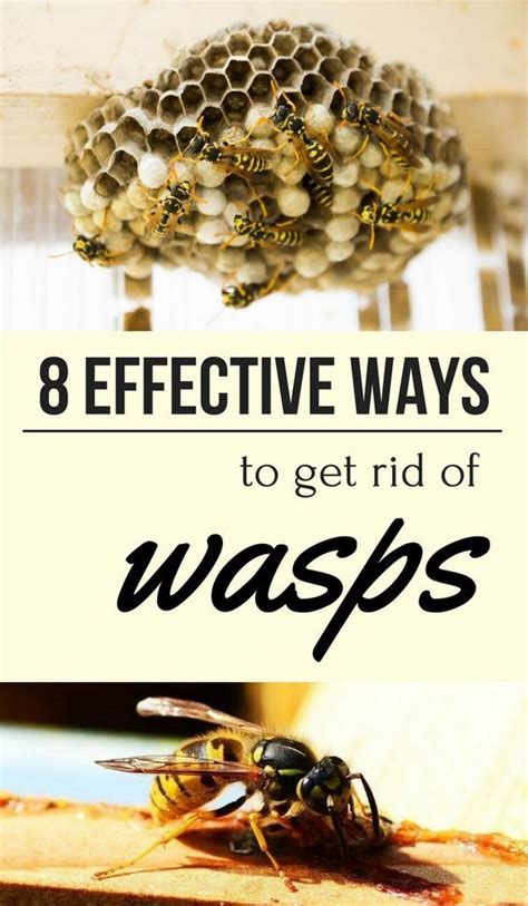 8 Effective Ways To Get Rid Of Wasps | Get rid of wasps, Wasp, Natural wasp repellent