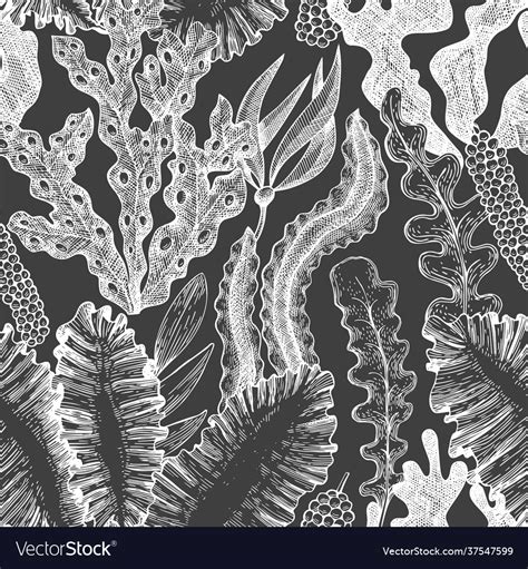 Seaweed seamless pattern hand drawn seaweeds Vector Image