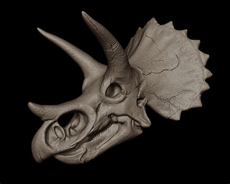 Triceratops Skull on Behance