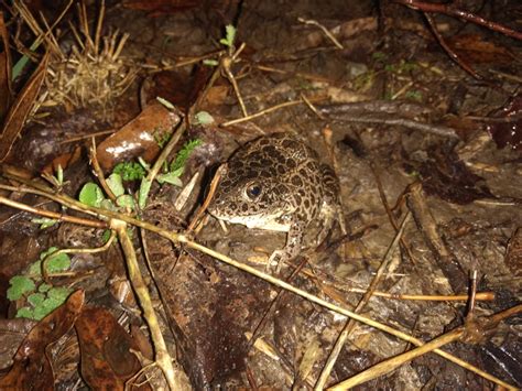 Crawfish Frog in February 2018 by Jared Gorrell · iNaturalist