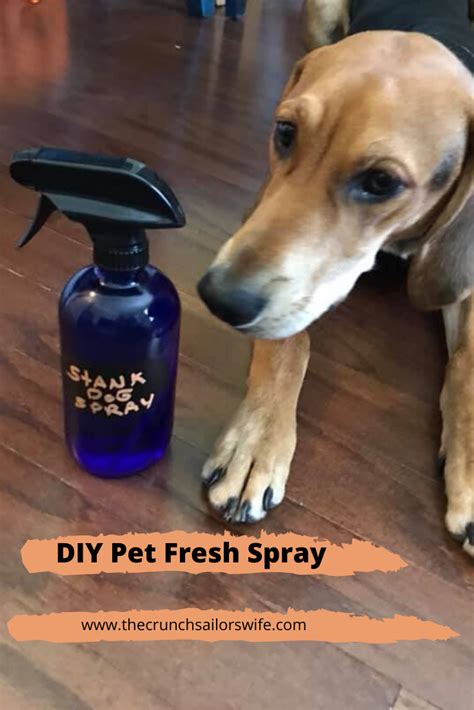 DIY Dog Spray with Essential Oils | Dog spray, Essential oils dogs, Essential oil dog spray