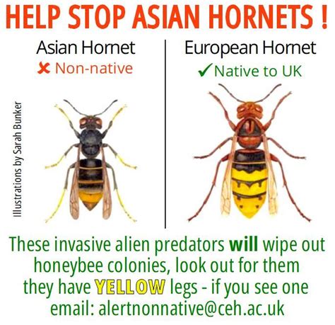 Asian Hornet Identification Label, Small Square x 96