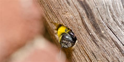 Carpenter Bee Information & Facts | Environmental Pest Control