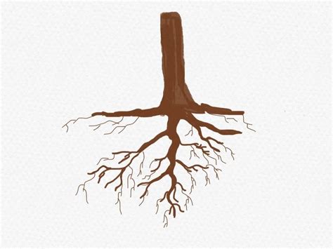 Root Systems of Fruit Trees | Research | Orchard of Flavours