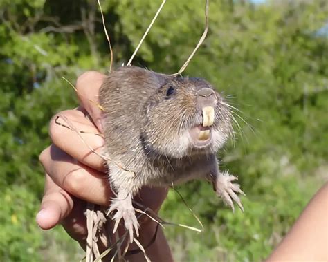 Datos de Tuco-tuco de los talas, dieta, hábitat e imágenes en Animalia.bio