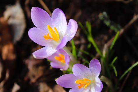 Incredible Crocus Flower Meaning and Symbolism of Each Color - Store