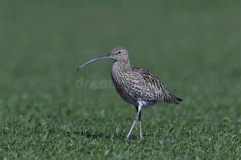 Eurasian Curlew Numenius Arquata Stock Image - Image of sweden, eurasian: 115395845