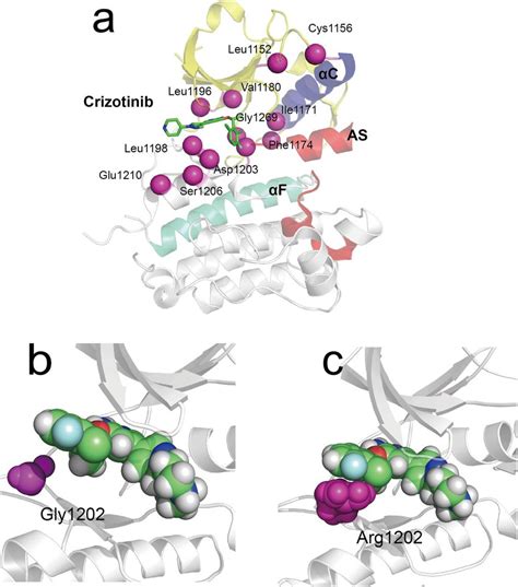 Structural Basis for drug resistance to crizotinib. (a) The location of ...