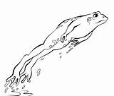 Frog Jumping Clipart Frogs Coloring Printable Leaping Cartoon Pages  sketch template