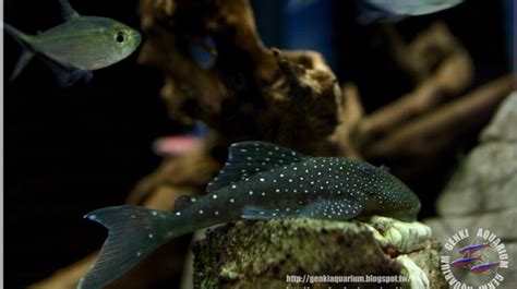 Guide to Blue Phantom Pleco Care - Tcrascolorado