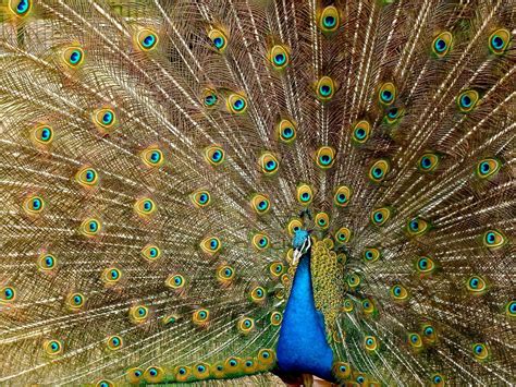 Male vs Female Peacocks: How to Tell the Difference (With Pictures ...