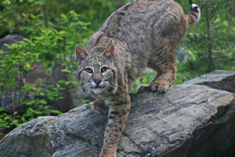 Aggressive bobcat attack Georgia