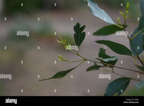 Gum tree with leaves hi-res stock photography and images - Alamy