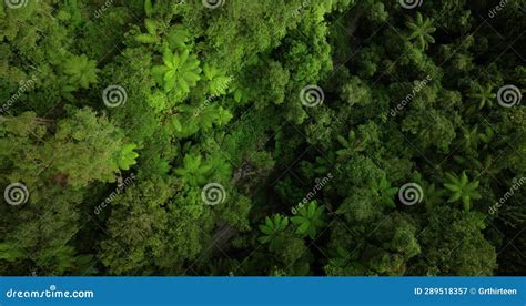 Tropical Forest Top View. Nature Background. Drone View of Bali. Stock ...