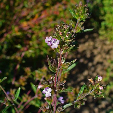 Satureja hortensi 'Savory Summer' | Buy Herb Plants