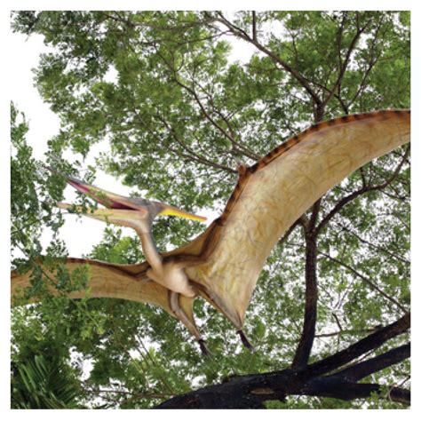 Pteranodon Dinosaur Flying 8m Wingspan Sculptures - Natureworks