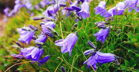 Campanula Carpatica Info: How To Grow Carpathian Bellflower