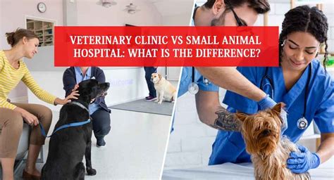 Veterinary Clinic Vs Small Animal Hospital: What Is the Difference ...