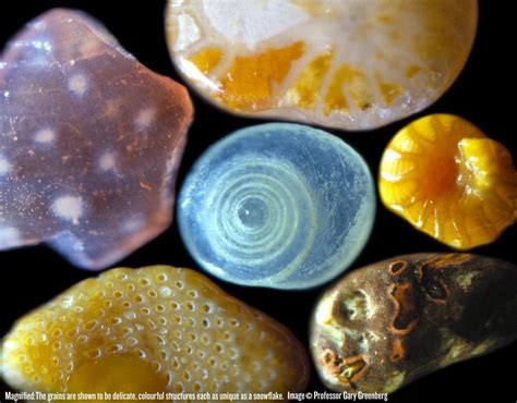 Beautiful microscopic images of sand grains | Microscopic photography, Things under a microscope ...