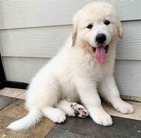 15 Photos Of Great Pyrenees Puppies That Make Everyone Fall In Love - ilovedogscute.com