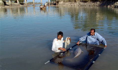 Indus River Dolphin | Species | WWF