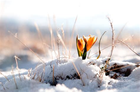 Winter snow flower wallpaper | 3800x2500 | 228378 | WallpaperUP