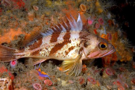 Scientists Identify Genetic Drivers of Extreme Longevity in Pacific Ocean Rockfishes | Sci.News