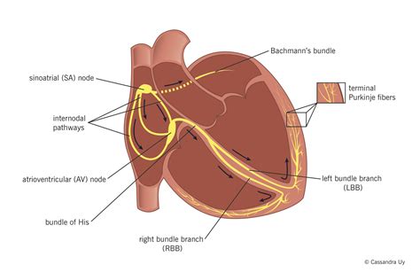 Physiology of cardiac conduction and contractility – McMaster Pathophysiology Review