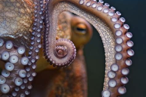 Octopus Genome Untangled - Science World