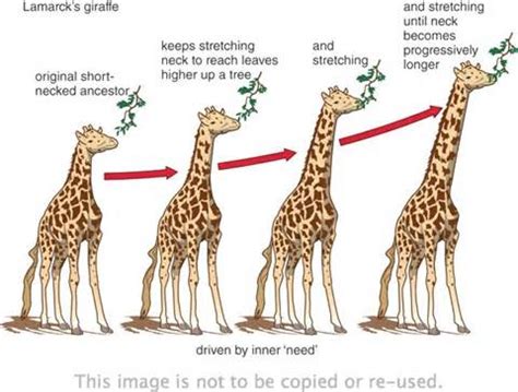 Raptor Science : Theory of Evolution by Natural Selection SC.6.L.15.2