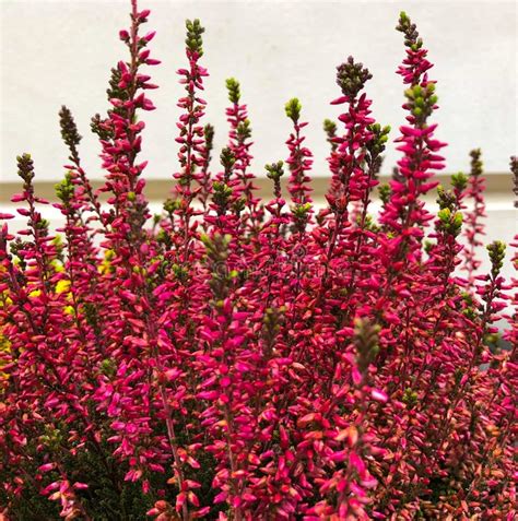 Flowering Red Heather Calluna Vulgaris Ericaceae on a Background the Bark of Trees Balcony Plant ...