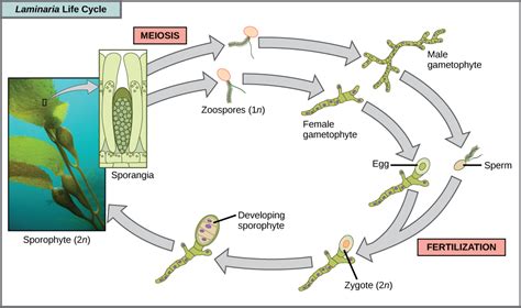 28.8: Characteristics of Opisthokonta - Biology LibreTexts