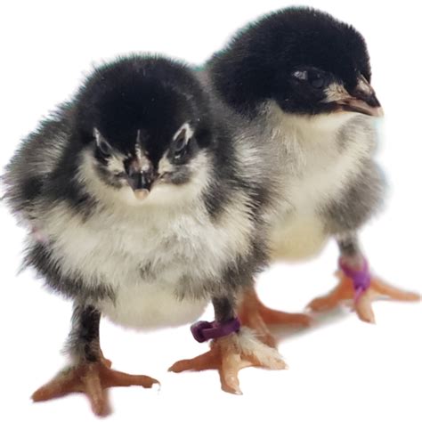 Black Copper Marans Chicks - Huxley's Homestead