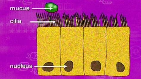 BBC Two - Key Stage Three Bitesize Revision, 28/03/2001, Ciliated ...