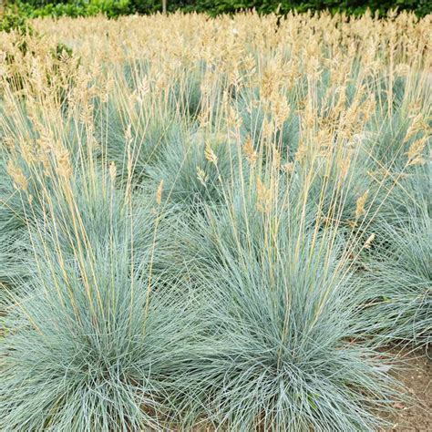 300 BLUE FESCUE,Ornamental Grass Seeds - Festuca glauca - Perennial | eBay