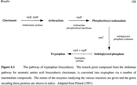 3 The pathway of tryptophan biosynthesis. The branch point compound ...