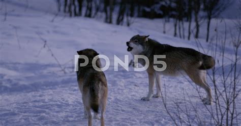 Grey Wolf Howling In Snow