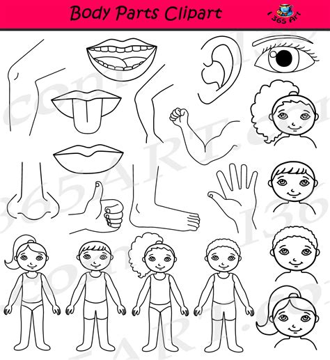 Body Parts Clipart Human Anatomy Set - Clipart 4 School