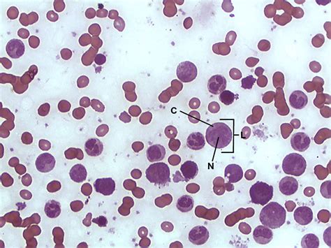 Lymphocyte 40X | Histology