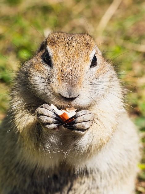 Premium Photo | Fat wild gopher eating peanuts, portrait of a gopher, close-up