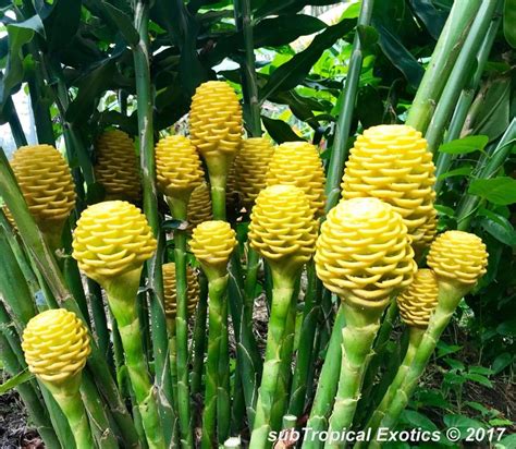 Beehive Ginger (Zingiber spectabile), Cameron Highlands flowering at ...