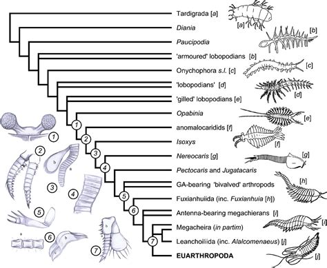 Origins and early evolution of arthropods - Edgecombe - 2014 - Palaeontology - Wiley Online Library